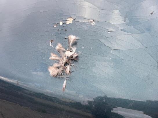 Professionelle GFK Reparatur am VW Camper - Schadensbehebung nach Vogelschalg